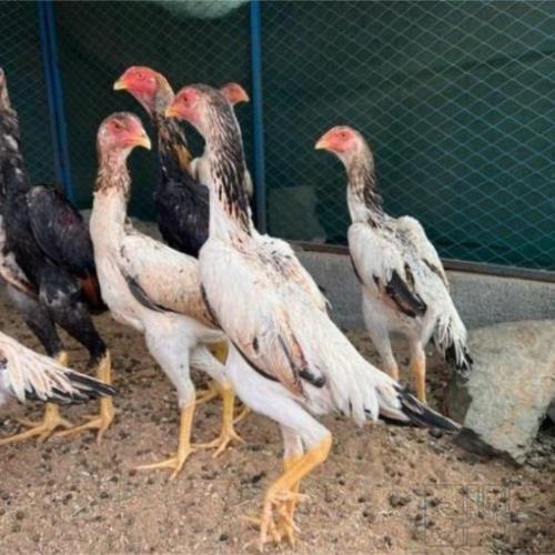 خانه و  آشپزخانه - حیوانات - پرندگان