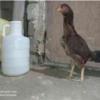 خانه و  آشپزخانه - حیوانات - پرندگان