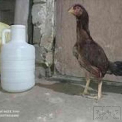 خانه و  آشپزخانه - حیوانات - پرندگان