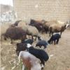 خانه و  آشپزخانه - حیوانات - پستانداران