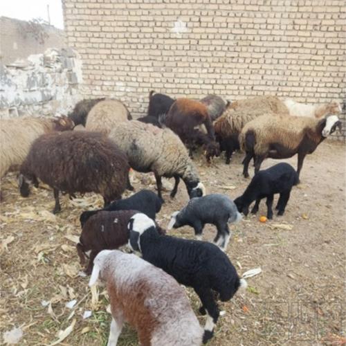 خانه و  آشپزخانه - حیوانات - پستانداران