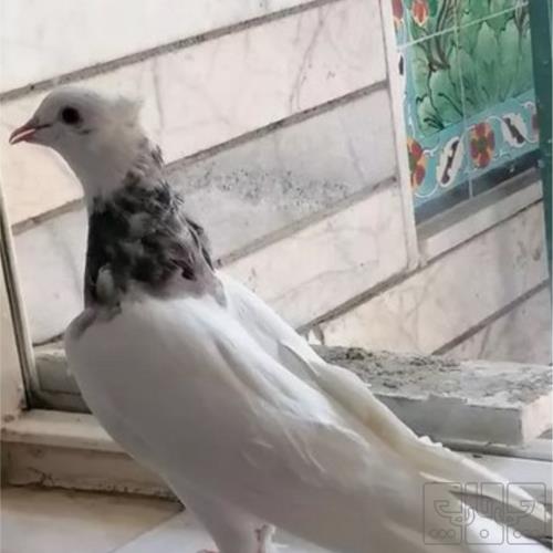 خانه و  آشپزخانه - حیوانات - پرندگان