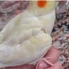خانه و  آشپزخانه - حیوانات - پرندگان