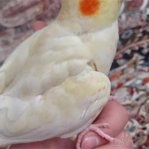 خانه و  آشپزخانه - حیوانات - پرندگان