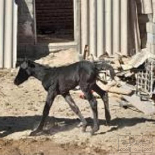 خانه و  آشپزخانه - حیوانات - پستانداران