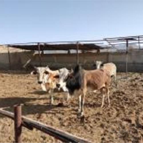 خانه و  آشپزخانه - حیوانات - پستانداران