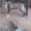 خانه و  آشپزخانه - حیوانات - پستانداران