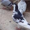 خانه و  آشپزخانه - حیوانات - پرندگان