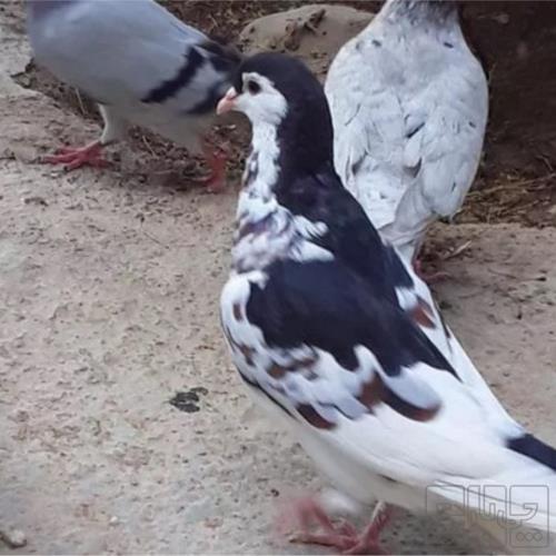 خانه و  آشپزخانه - حیوانات - پرندگان