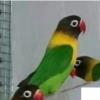 خانه و  آشپزخانه - حیوانات - پرندگان