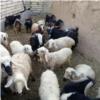 خانه و  آشپزخانه - حیوانات - پستانداران