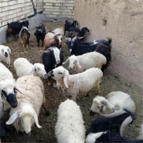 خانه و  آشپزخانه - حیوانات - پستانداران