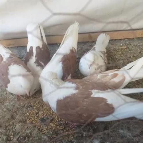 خانه و  آشپزخانه - حیوانات - پرندگان