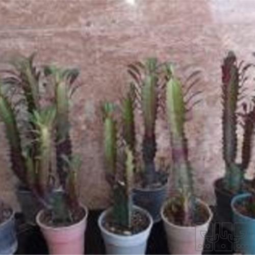 خانه و  آشپزخانه - باغبانی - گل و گیاه طبیعی