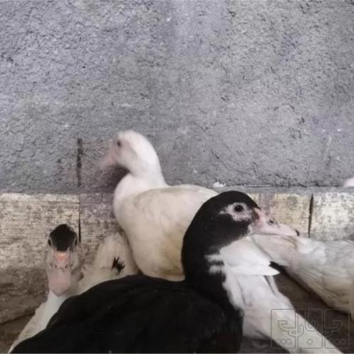 خانه و  آشپزخانه - حیوانات - پرندگان