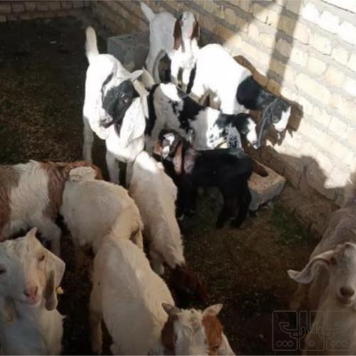 خانه و  آشپزخانه - حیوانات - پستانداران