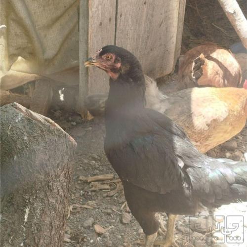 خانه و  آشپزخانه - حیوانات - پرندگان