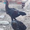 خانه و  آشپزخانه - حیوانات - پرندگان