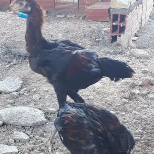 خانه و  آشپزخانه - حیوانات - پرندگان