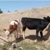 خانه و  آشپزخانه - حیوانات - پستانداران