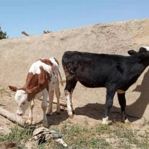 خانه و  آشپزخانه - حیوانات - پستانداران