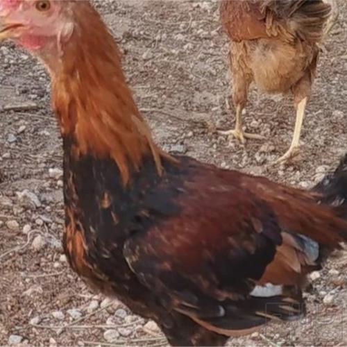 خانه و  آشپزخانه - حیوانات - پرندگان