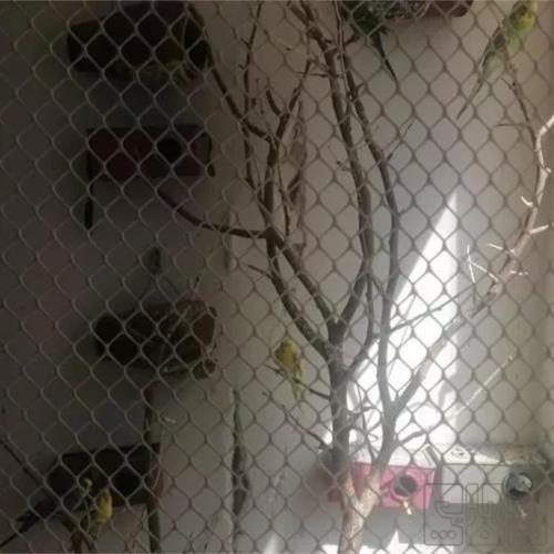 خانه و  آشپزخانه - حیوانات - پرندگان