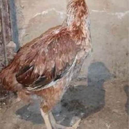 خانه و  آشپزخانه - حیوانات - پرندگان