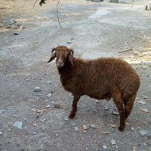 خانه و  آشپزخانه - حیوانات - پستانداران