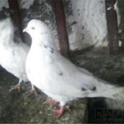 خانه و  آشپزخانه - حیوانات - پرندگان