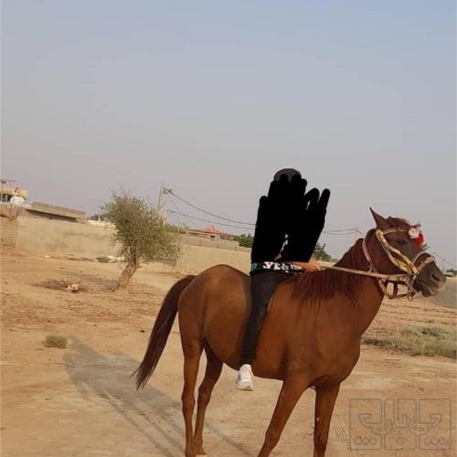خانه و  آشپزخانه - حیوانات - پستانداران