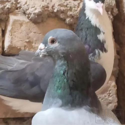 خانه و  آشپزخانه - حیوانات - پرندگان