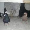 خانه و  آشپزخانه - حیوانات - پرندگان
