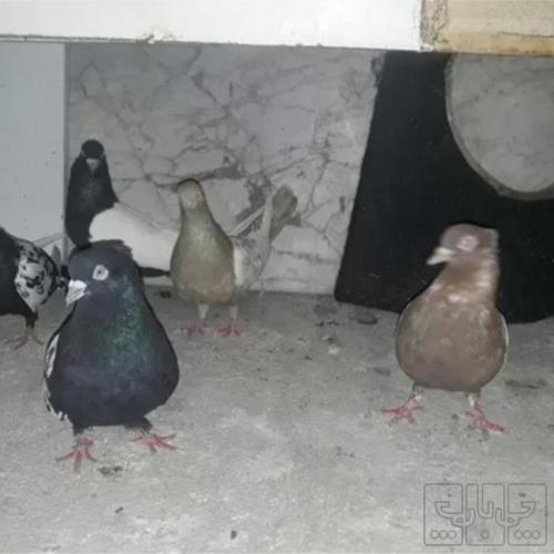 خانه و  آشپزخانه - حیوانات - پرندگان