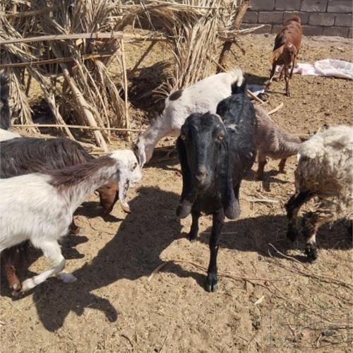 خانه و  آشپزخانه - حیوانات - پستانداران