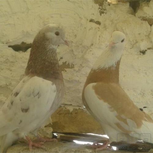 خانه و  آشپزخانه - حیوانات - پرندگان