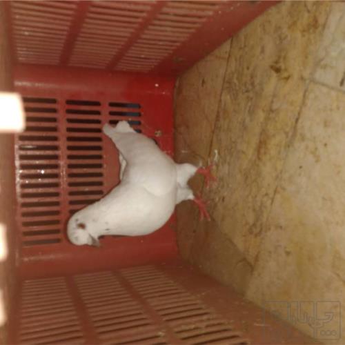 خانه و  آشپزخانه - حیوانات - پرندگان