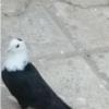 خانه و  آشپزخانه - حیوانات - پرندگان