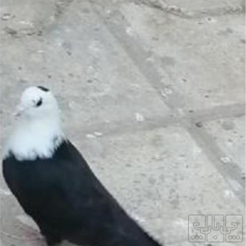 خانه و  آشپزخانه - حیوانات - پرندگان