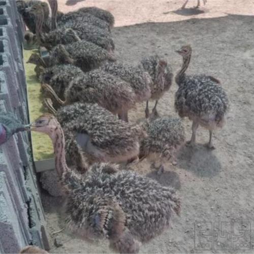 خانه و  آشپزخانه - حیوانات - پرندگان