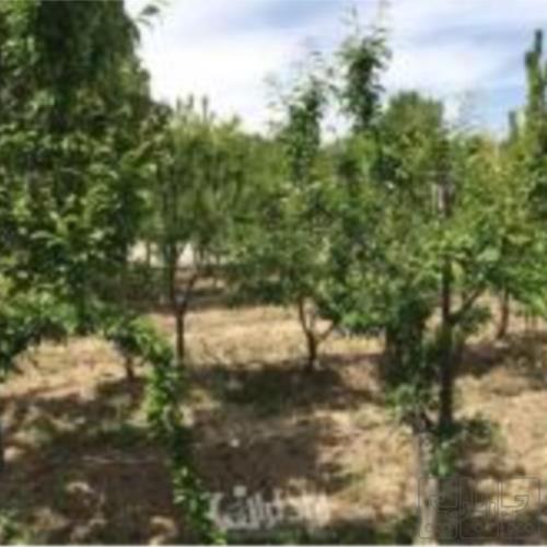 زمین مسکونی - انتقال مالکیت قطعی