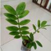 خانه و  آشپزخانه - باغبانی - گل و گیاه طبیعی