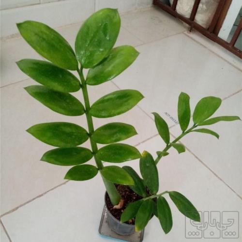 خانه و  آشپزخانه - باغبانی - گل و گیاه طبیعی