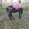 خانه و  آشپزخانه - حیوانات - پستانداران