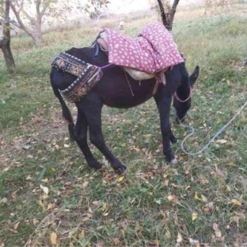 خانه و  آشپزخانه - حیوانات - پستانداران