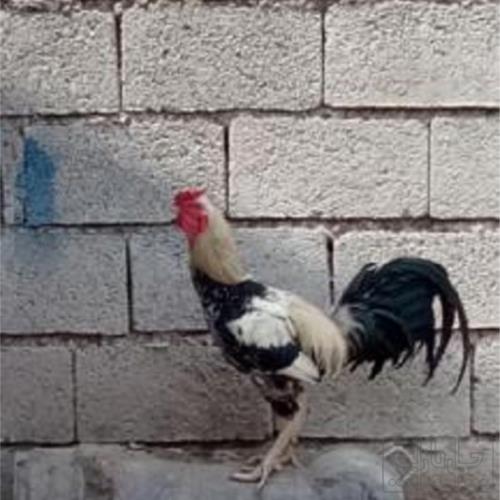 خانه و  آشپزخانه - حیوانات - پرندگان