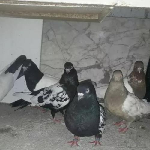 خانه و  آشپزخانه - حیوانات - پرندگان