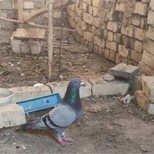 خانه و  آشپزخانه - حیوانات - پرندگان