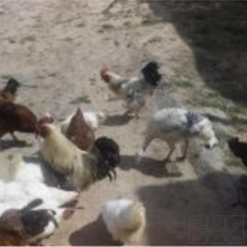 خانه و  آشپزخانه - حیوانات - پرندگان
