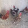 خانه و  آشپزخانه - حیوانات - پرندگان